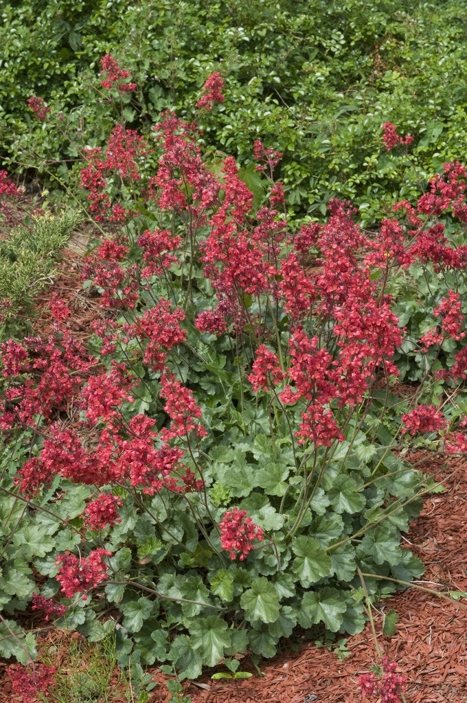 Purperklokje (Heuchera sanguinea)