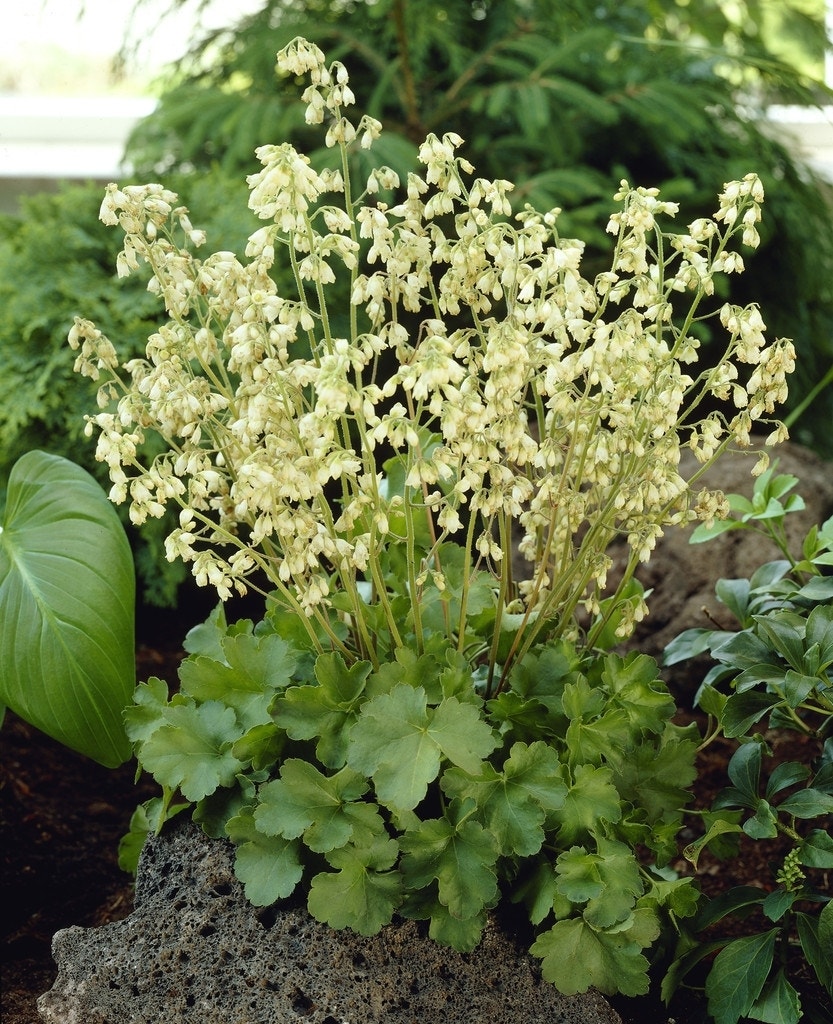 Purperklokje (Heuchera 'Schneewittchen')