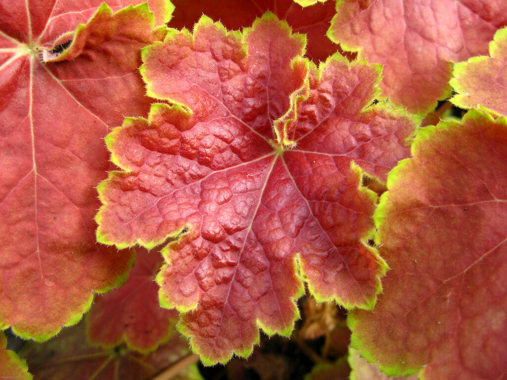 Purperklokje (Heuchera 'Tiramisu')