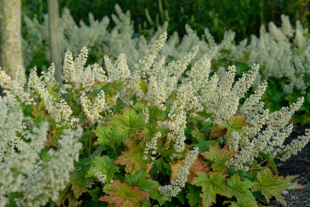 Purperklokje (Heuchera villosa 'Chantilly')