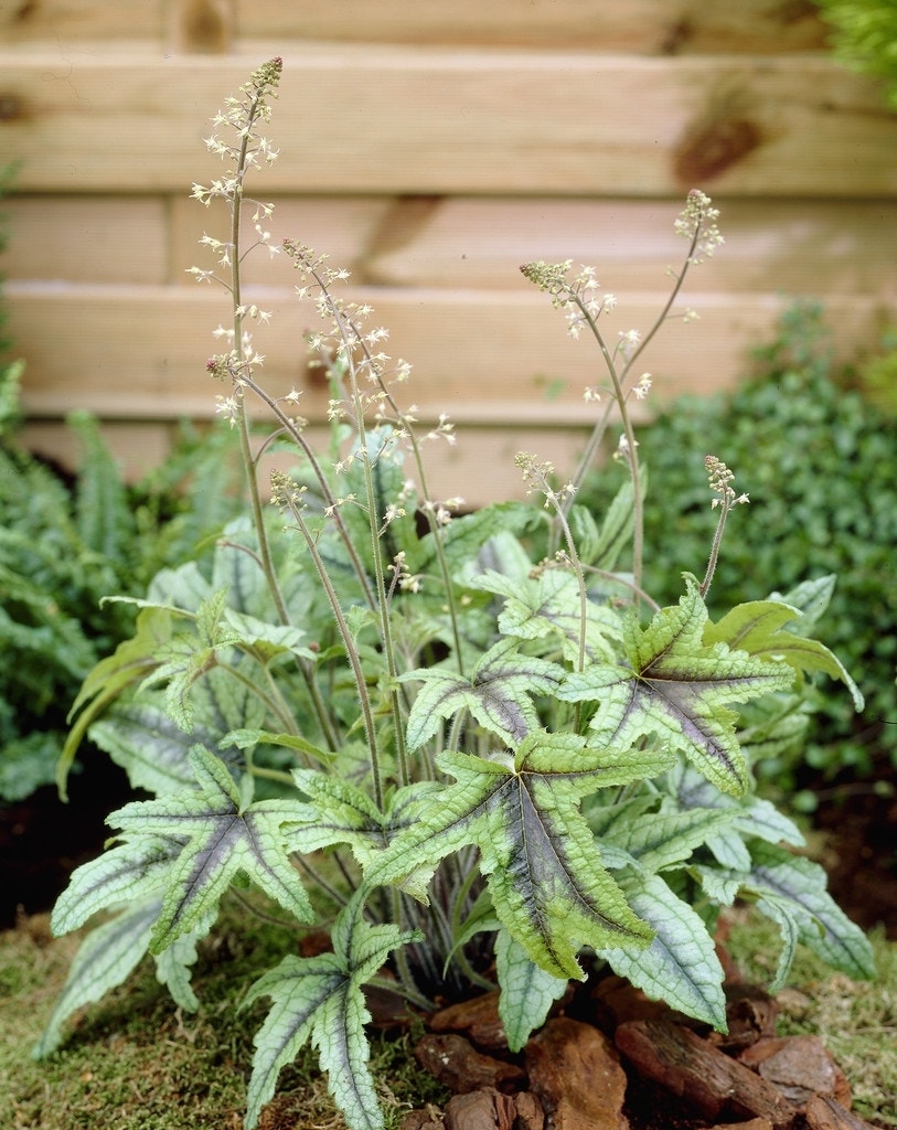 Purperklokje (Heucherella (Heucherella 'Kimono')