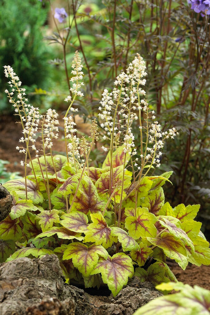 Purperklokje (Heucherella 'Stoplight')