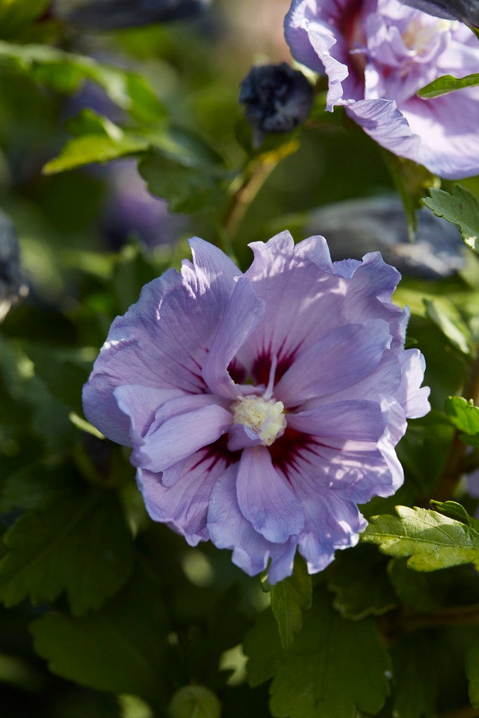 Altheastruik (Hibiscus syriacus 'Blue Chiffon')