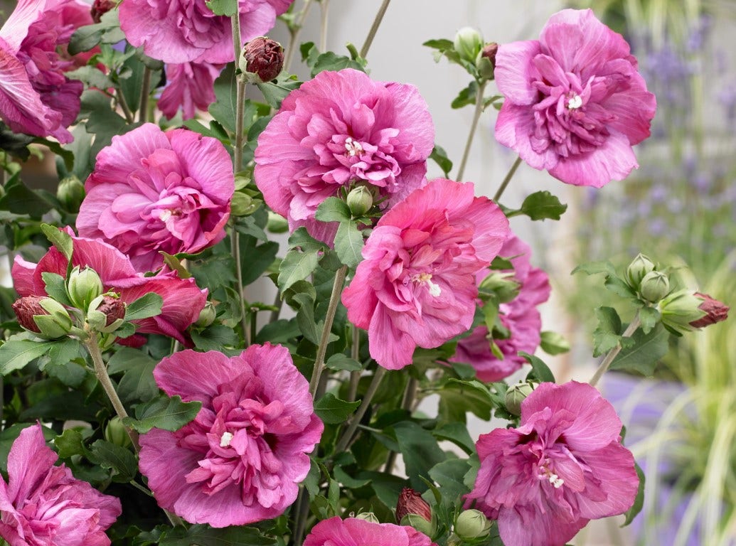 Altheastruik (Hibiscus syriacus 'Magenta Chiffon')