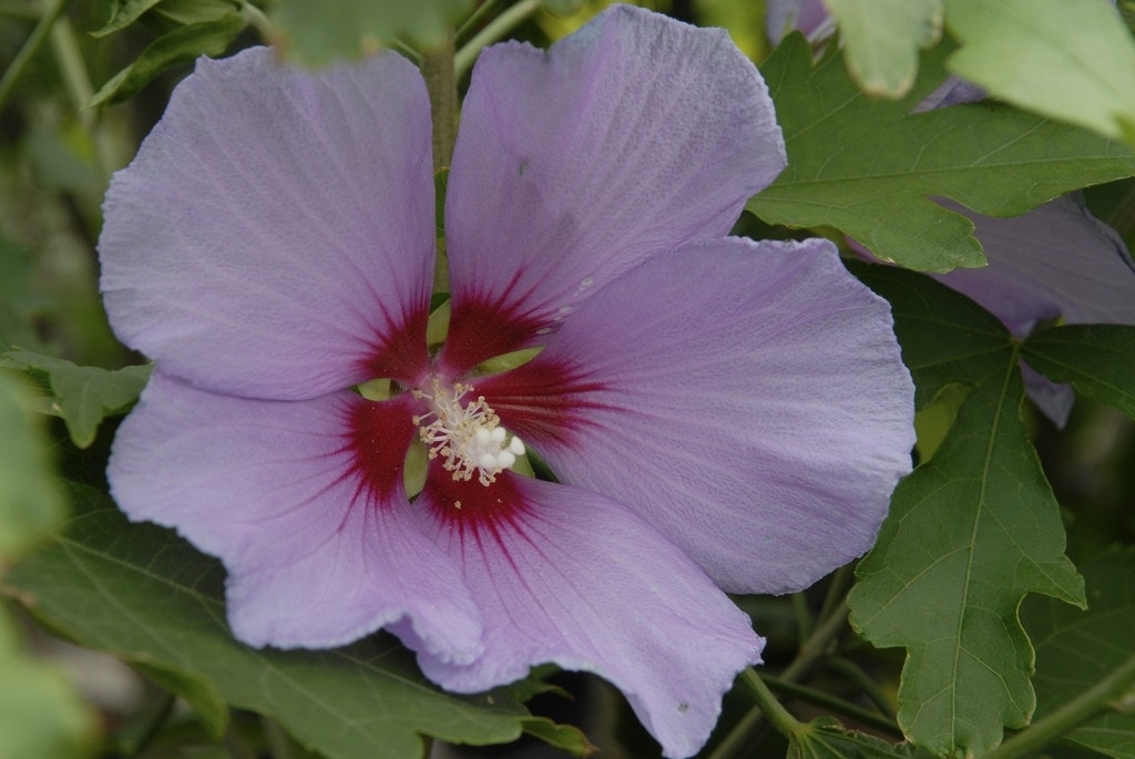 Boomhibiscus (Hibiscus 'Resi')