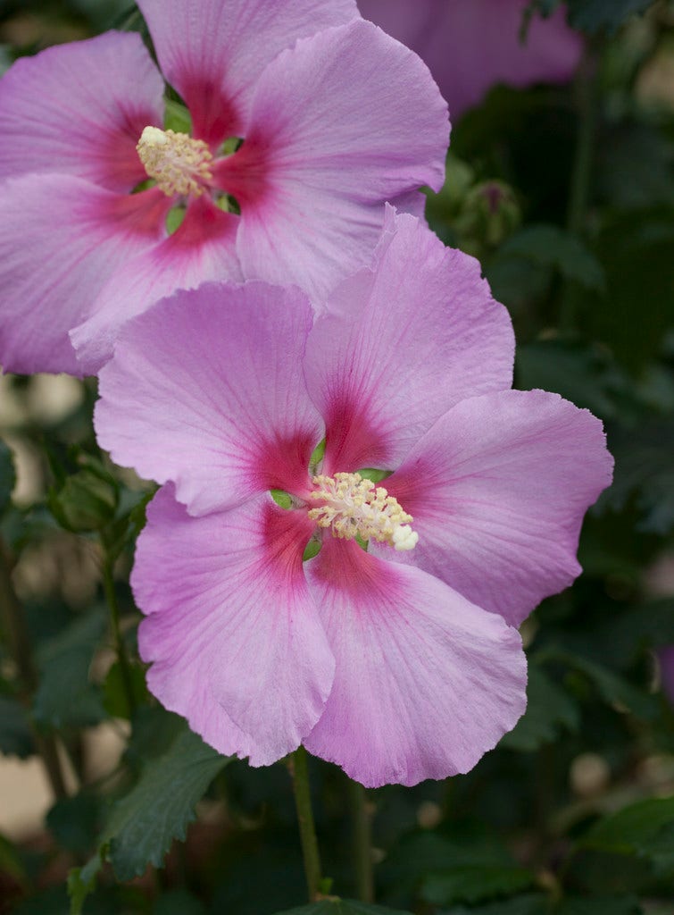 Altheastruik (Hibiscus syriacus 'Rose Moon')