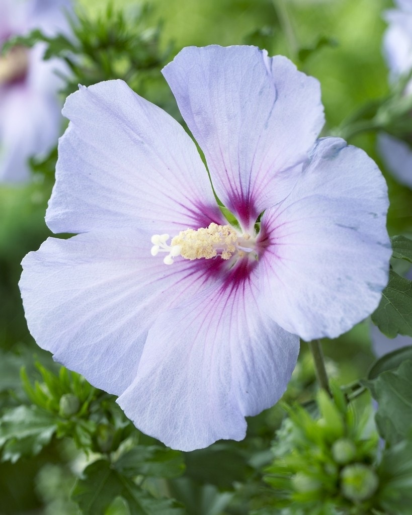 Altheastruik (Hibiscus syriacus 'Oiseau Bleu')