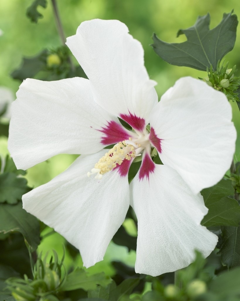 Altheastruik op stam (Hibiscus syriacus 'Red Heart')