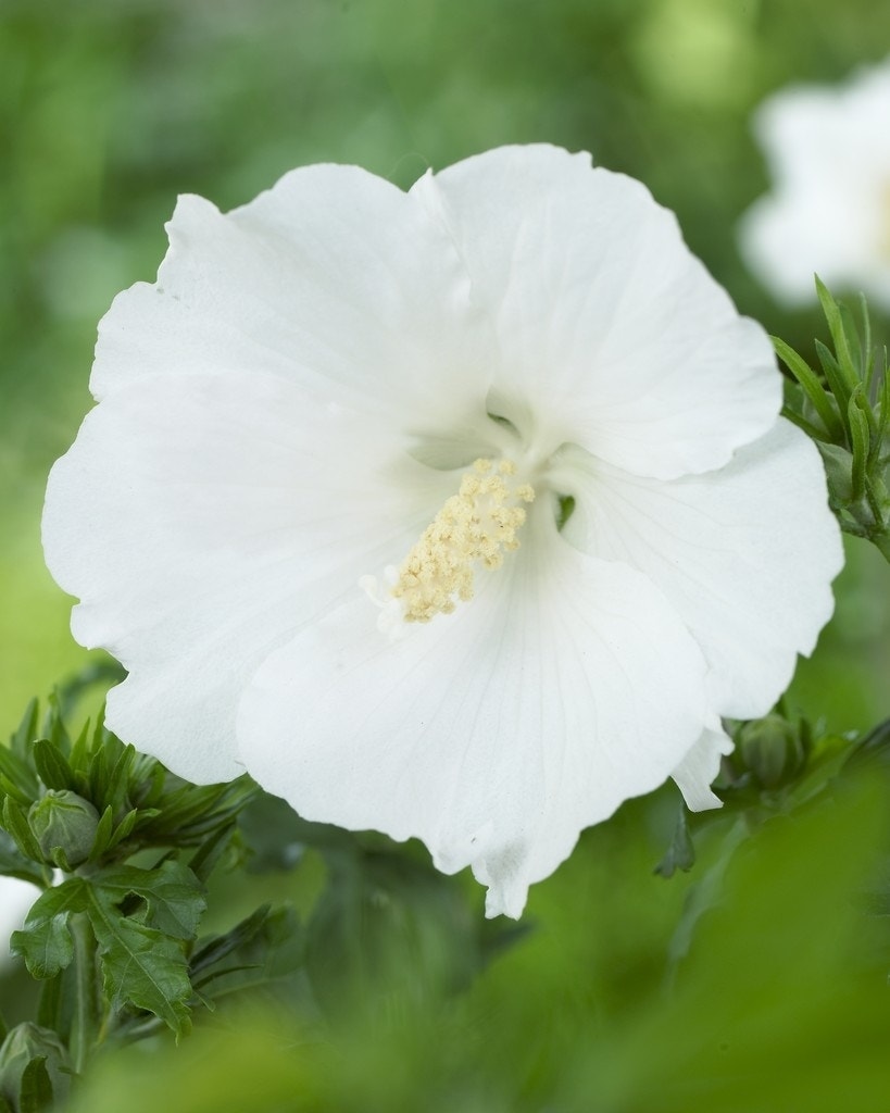 Altheastruik (Hibiscus syriacus 'William R. Smith')