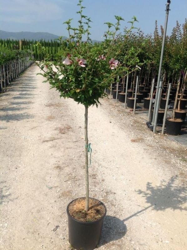 Altheastruik als halfstam (Hibiscus syriacus 'Hamabo')