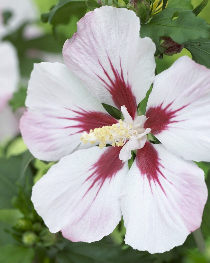 Altheastruik (Hibiscus syriacus 'Hamabo')