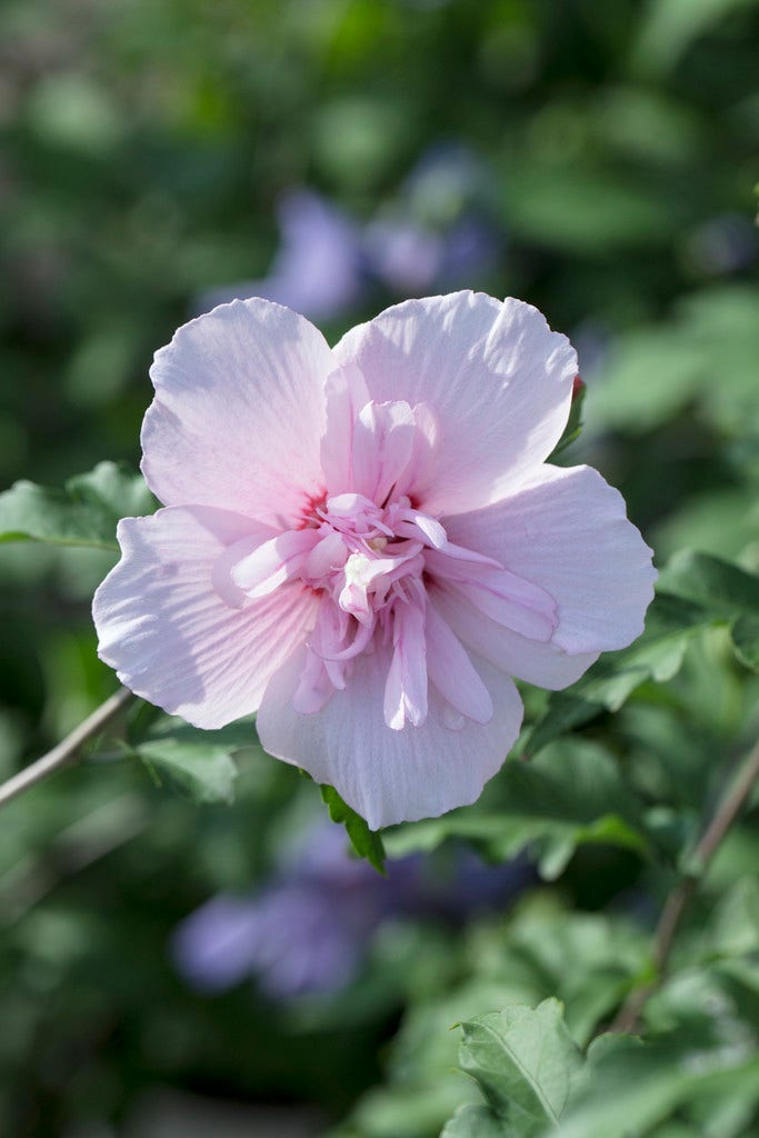 Altheastruik (Hibiscus syriacus 'Pink Chiffon')