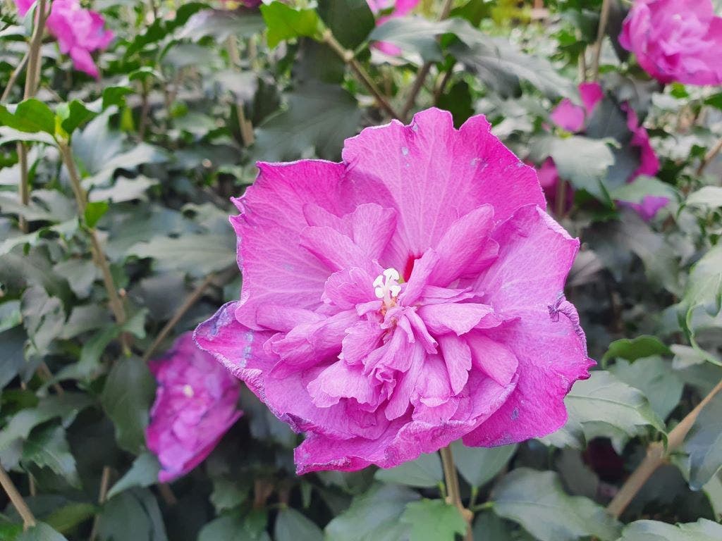 Altheastruik (Hibiscus syriacus 'Purple Ruffles')