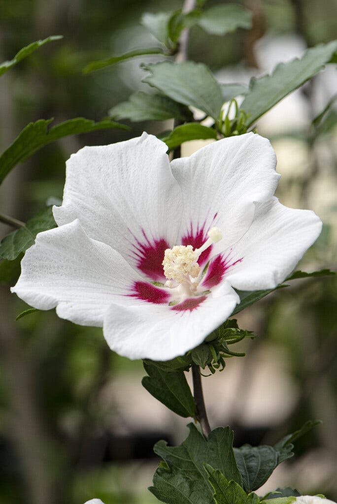 Altheastruik (Hibiscus syriacus 'Red Heart')