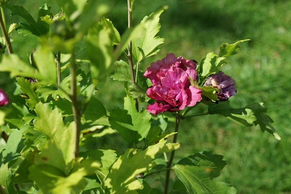 Altheastruik (Hibiscus syriacus 'Duc de Brabant')