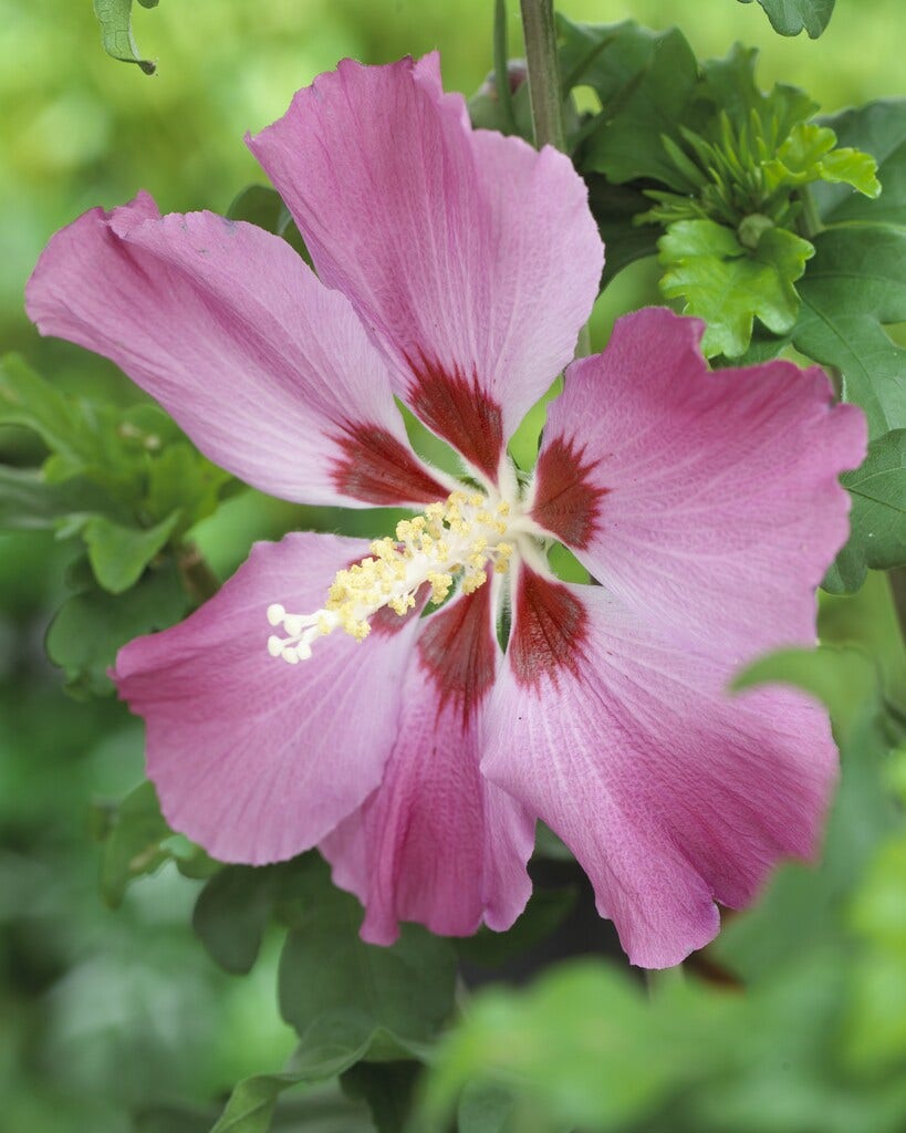 Altheastruik op stam (Hibiscus syriacus 'Woodbridge')