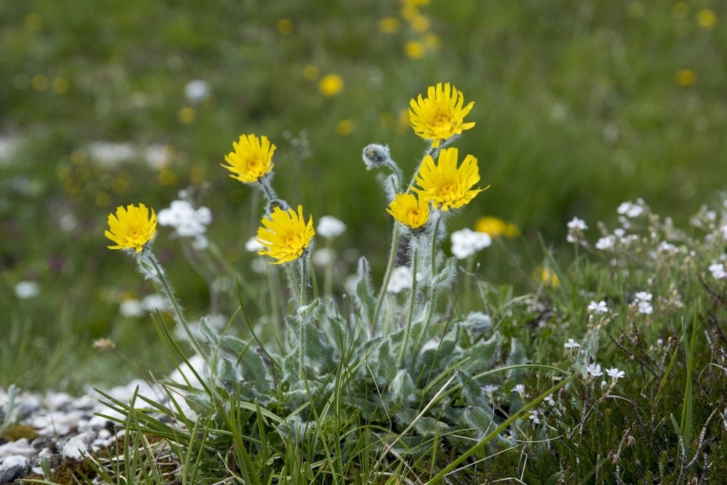 Havikskruid (Hieracium villosum)