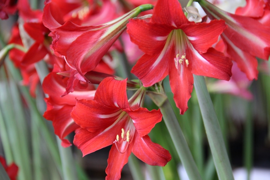 Tuinamaryllis (Hippeastrum 'Sonatini Balentino')