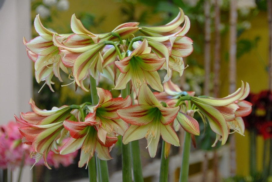 Hippeastrum 'Sonatini Viridi Rascal'