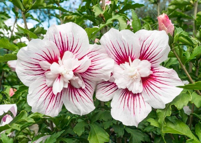 Altheastruik (Hibiscus syriacus 'Starburst Chiffon')