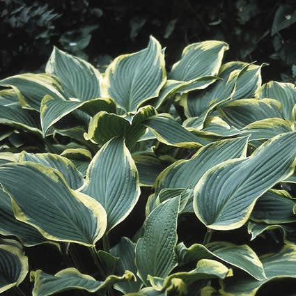 Funkia/Hartlelie (Hosta 'Aureomarginata')