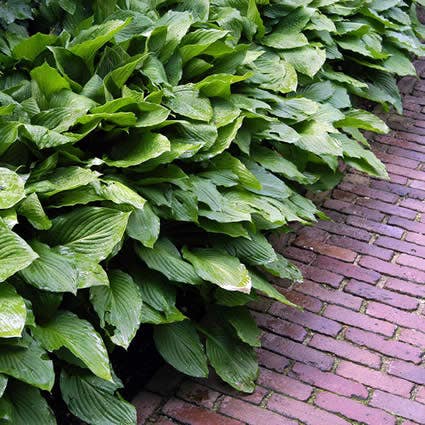 Hartlelie (Hosta 'Fortunei Hyacinthina')