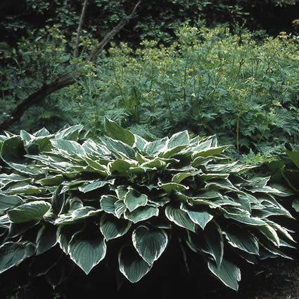 Funkia/Hartlelie (Hosta 'Moerheim')