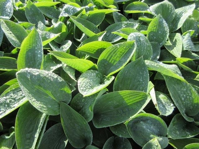 Funkia/Hartlelie (Hosta 'Big Daddy')