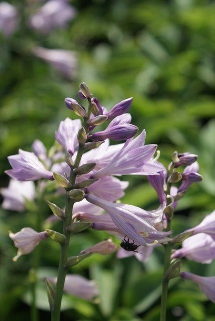 Funkia/Hartlelie (Hosta 'Blue Cadet')