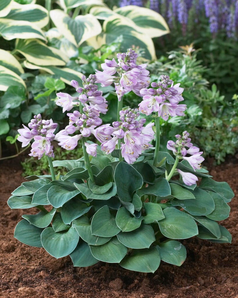 Funkia/Hartlelie (Hosta 'Blue Mouse Ears')