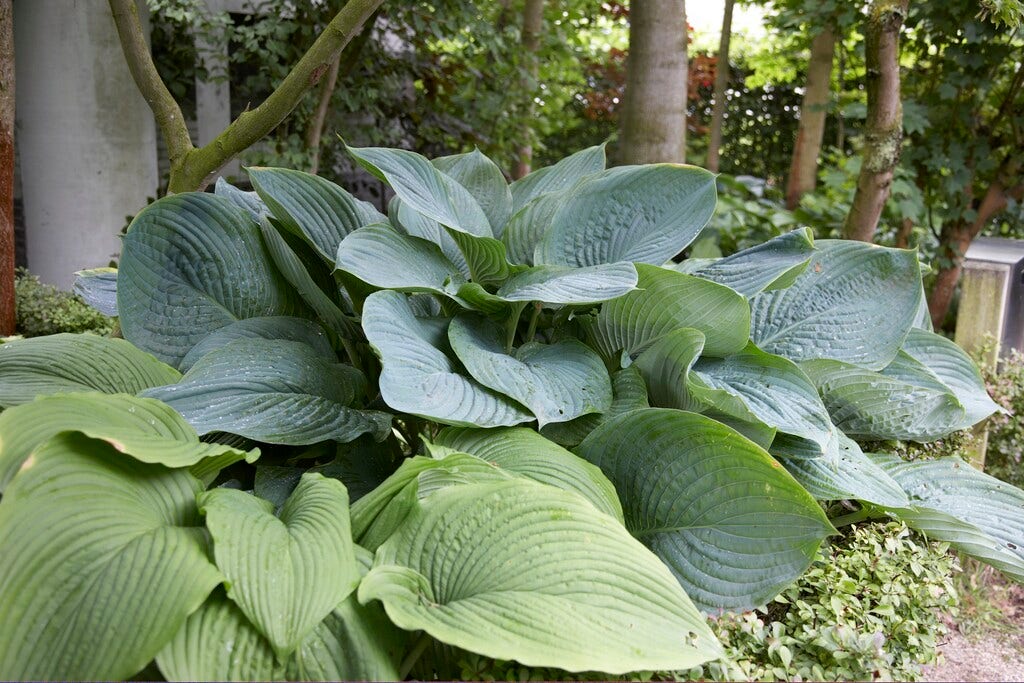 Funkia/Hartlelie (Hosta 'Empress Wu')