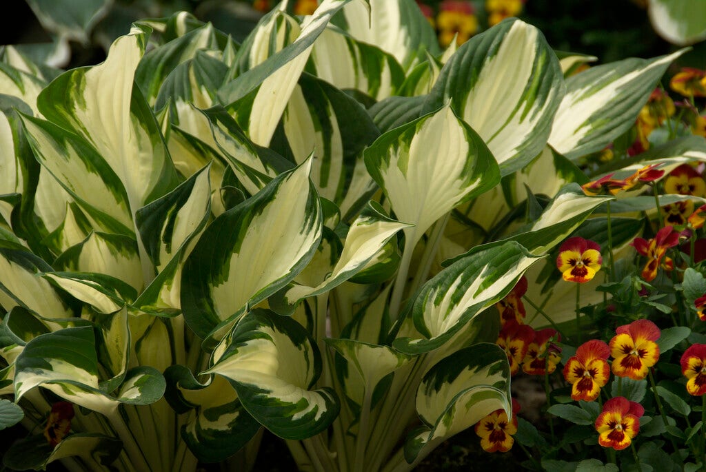 Funkia/Hartlelie (Hosta 'Fire and Ice')