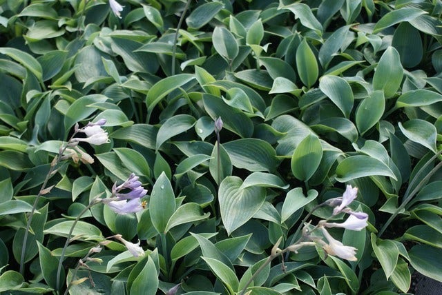 Funkia/Hartlelie (Hosta 'Halcyon')