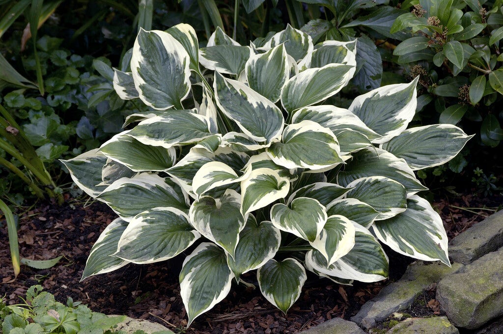 Funkia/Hartlelie (Hosta 'Minuteman')