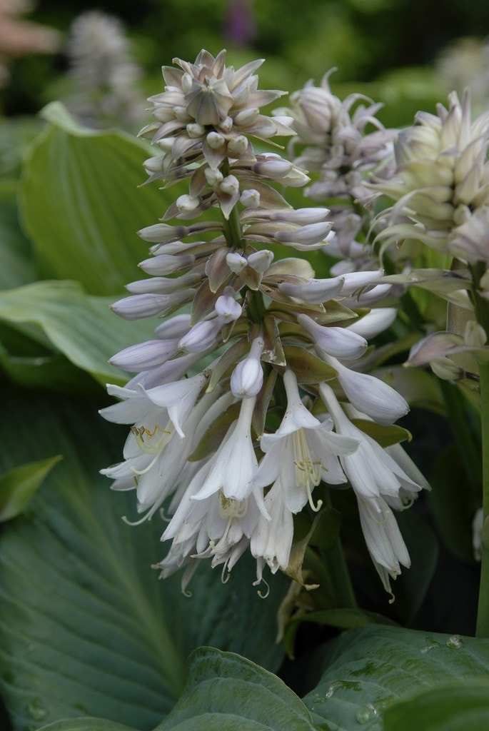 Funkia/Hartlelie (Hosta sieboldiana 'Elegans')