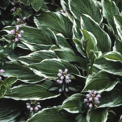 Funkia/Hartlelie (Hosta 'Undulata Albomarginata')