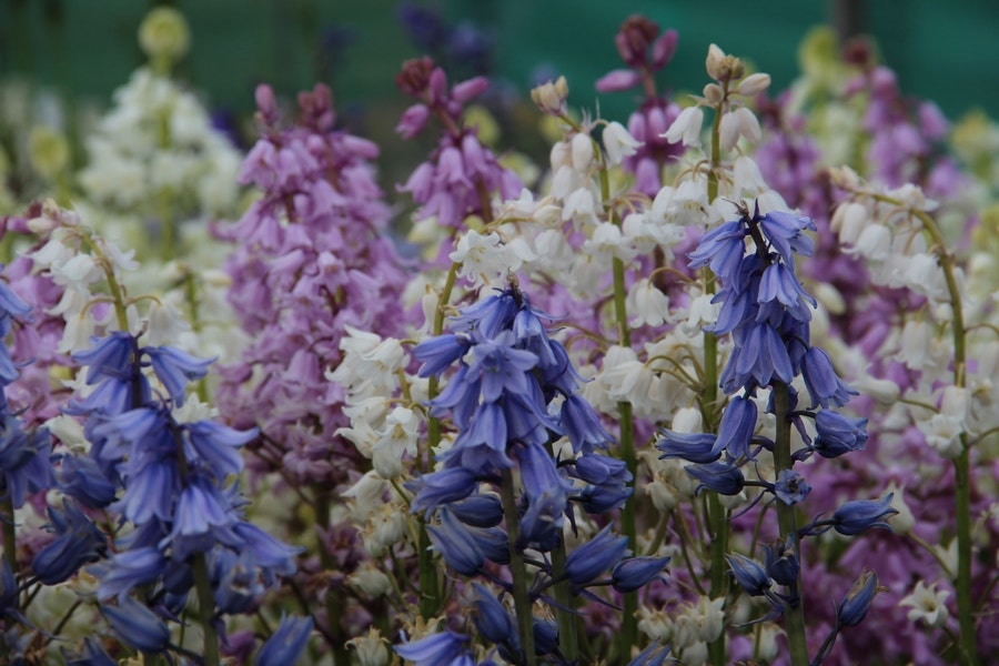 Boshyacint (Hyacinthoides hispanica mix)