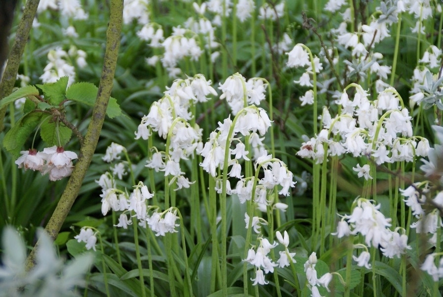 Boshyacint (Hyacinthoides hispanica 'Alba Maxima')