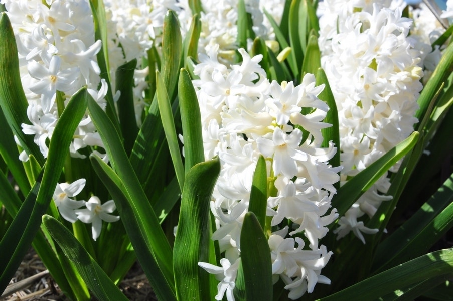 Hyacint (Hyacinthus orientalis 'Aiolos'')