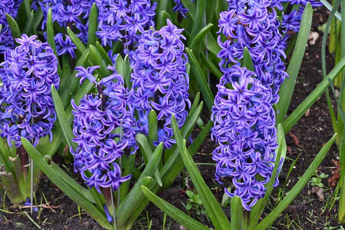 Hyacint (Hyacinthus 'Blue Jacket')