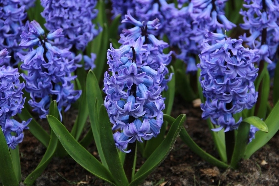 Hyacint (Hyacinthus orientalis 'Blue Tango')