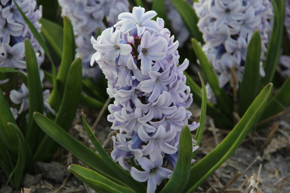 Hyacint (Hyacinthus orientalis 'Caribbean Dream')