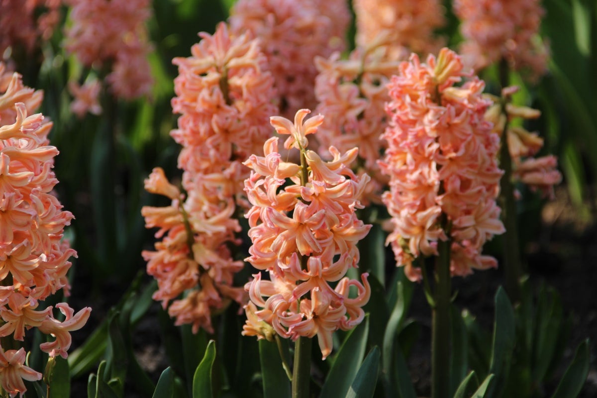 Hyacint (Hyacinthus 'Gipsy Queen')