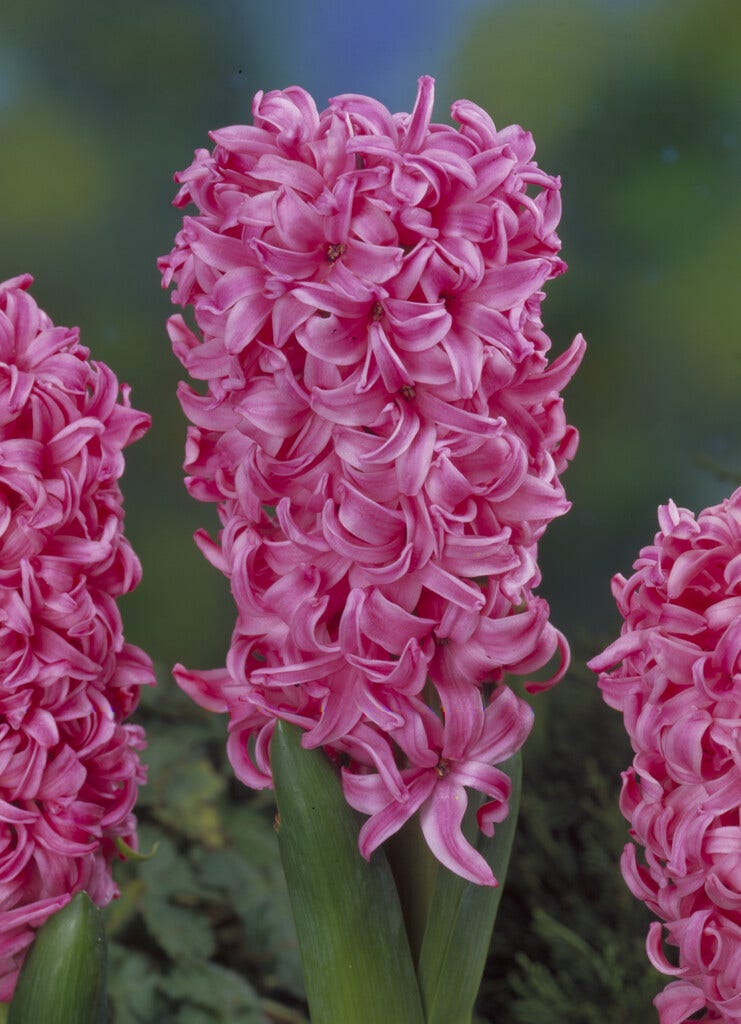 Hyacint (Hyacinthus 'Pink Pearl')