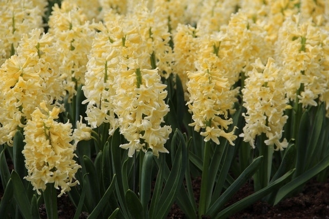 Hyacint (Hyacinthus 'Yellow Queen')