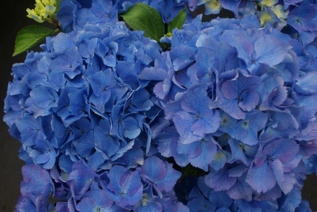 Hortensia (Hydrangea macrophylla 'Baby Blue')