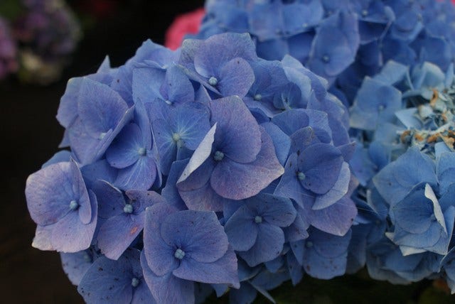 Bolhortensia (Hydrangea macrophylla 'Early Blue')