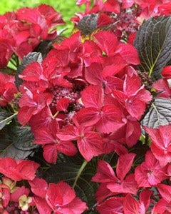 Hortensia (Hydrangea Black Diamonds Dark Angel)