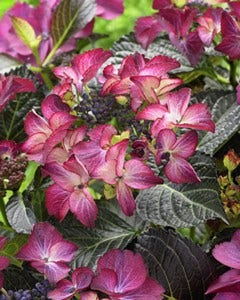 Hortensia (Hydrangea Black Diamonds Dark Angel Purple)