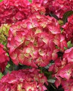 Hortensia (Hydrangea Black Diamonds Red Angel)